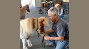 Artaurus Equine Clinic