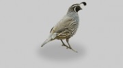The Quail House