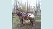Bracken Ridge Veterinary Medical Doctor