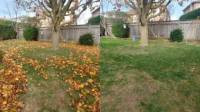 Fall Yard Cleanup