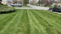 Lawn Overseeding