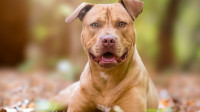 Dog Bite Attorneys