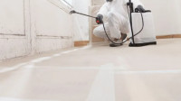 Mold Removal