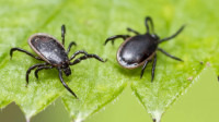 Tick Control