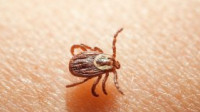 Tick Control