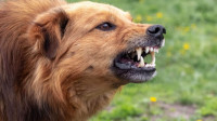 Dog Bite Lawyer