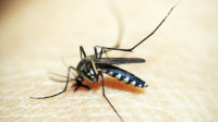 Mosquito Control