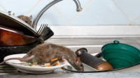 Rodent Control