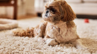 Carpet Cleaning