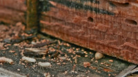Termite Inspection