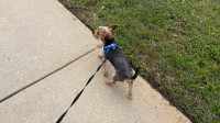 Dog Walking & Poop Clean Up