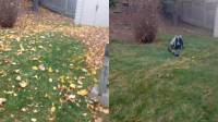 Spring Yard Cleanup