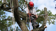 Beeman's Tree Specialists
