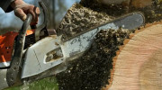 Hatchie Tree Service