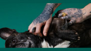 Tattoo Studio