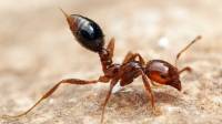 Ant Control