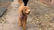 Dog Walker