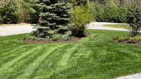 Lawn Disease Treatment